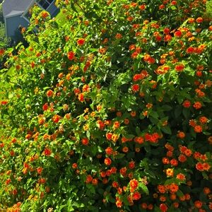 Meet your Posher, Brandy